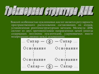 Важной особенностью нуклеиновых кислот является регулярностьВажной особенностью нуклеиновых кислот является регулярность
пространственного расположения составляющих их атомов,пространственного расположения составляющих их атомов,
установленная рентгеноструктурным методом. Молекула ДНКустановленная рентгеноструктурным методом. Молекула ДНК
состоит из двух противоположно направленных цепей (иногдасостоит из двух противоположно направленных цепей (иногда
содержащих миллионы нуклеотидов), удерживаемых вместесодержащих миллионы нуклеотидов), удерживаемых вместе
водородными связями между основаниями:водородными связями между основаниями:
 