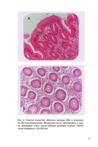 11
Рис. 2. Участки слизистой оболочки желудка (2А) и аппендик-
са (2Б) под микроскопом. Множество клеток, объединяясь в груп-
пы, формирует ткани, иногда образуя красивые «узоры». Увели-
чение примерно в 150-200 раз
 