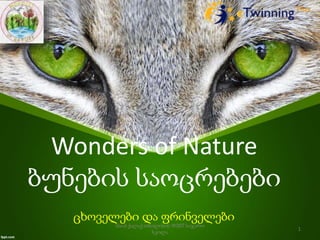 Wonders of Nature
ბუნების საოცრებები
ცხოველები და ფრინველები
სსიპ ქალაქ თბილისის №207 საჯარო
სკოლა
1
 