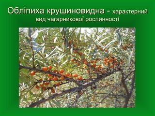 Обліпиха крушиновидна -Обліпиха крушиновидна - характернийхарактерний
вид чагарникової рослинностівид чагарникової рослинності
 