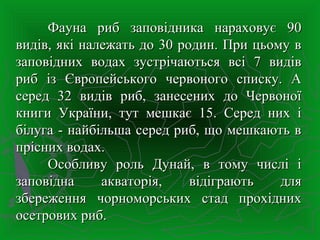 Фауна риб заповідника нараховує 90Фауна риб заповідника нараховує 90
видів, які належать до 30 родин. При цьому ввидів, які належать до 30 родин. При цьому в
заповідних водах зустрічаються всі 7 видівзаповідних водах зустрічаються всі 7 видів
риб із Європейського червоного списку. Ариб із Європейського червоного списку. А
серед 32 видів риб, занесених до Червоноїсеред 32 видів риб, занесених до Червоної
книги України, тут мешкає 15. Серед них ікниги України, тут мешкає 15. Серед них і
білуга - найбільша серед риб, що мешкають вбілуга - найбільша серед риб, що мешкають в
прісних водах.прісних водах.
Особливу роль Дунай, в тому числі іОсобливу роль Дунай, в тому числі і
заповідна акваторія, відіграють длязаповідна акваторія, відіграють для
збереження чорноморських стад прохіднихзбереження чорноморських стад прохідних
осетрових риб.осетрових риб.
 