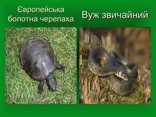 ЄвропейськаЄвропейська
болотна черепахаболотна черепаха Вуж звичайнийВуж звичайний
 