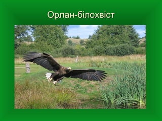 Орлан-білохвістОрлан-білохвіст
 