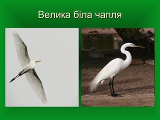 Велика біла чапляВелика біла чапля
 