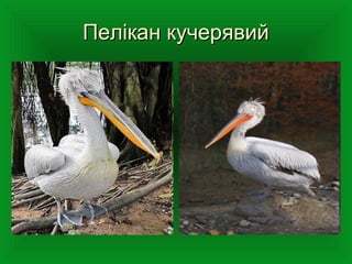 Пелікан кучерявийПелікан кучерявий
 