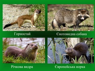 Єнотовидна собакаГорностай
Річкова видра Європейська норка
 