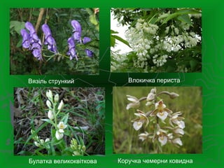 Вязіль стрункий Влокичка периста
Булатка великоквіткова Коручка чемерни ковидна
 