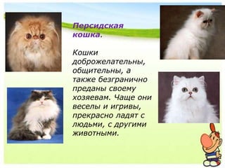 Персидская
кошка.
Кошки
доброжелательны,
общительны, а
также безгранично
преданы своему
хозяевам. Чаще они
веселы и игривы,
прекрасно ладят с
людьми, с другими
животными.
 
