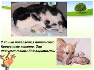 У кошки появляется потомство.
Крошечные котята. Они
кажутся таким беззащитными.
 