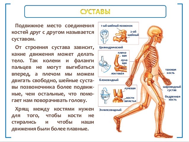 Пивченко анатомия опорно-двигательного аппарата. Какая опорно двигательная система у млекопитающих