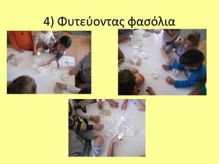 4) Φυτεύοντας φασόλια
 