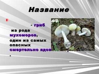 НазваниеНазвание
 -  - грибгриб
 из рода из рода
мухоморовмухоморов,,
один из самыходин из самых
опасных опасных 
смертельно ядовитых грибовсмертельно ядовитых грибов
..
 