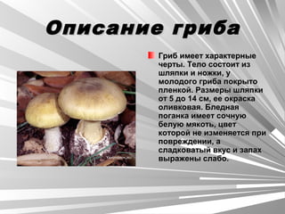 Описание грибаОписание гриба
Гриб имеет характерныеГриб имеет характерные
черты. Тело состоит изчерты. Тело состоит из
шляпки и ножки, ушляпки и ножки, у
молодого гриба покрытомолодого гриба покрыто
пленкой. Размеры шляпкипленкой. Размеры шляпки
от 5 до 14 см, ее окраскаот 5 до 14 см, ее окраска
оливковая. Бледнаяоливковая. Бледная
поганка имеет сочнуюпоганка имеет сочную
белую мякоть, цветбелую мякоть, цвет
которой не изменяется прикоторой не изменяется при
повреждении, аповреждении, а
сладковатый вкус и запахсладковатый вкус и запах
выражены слабо.выражены слабо.
 