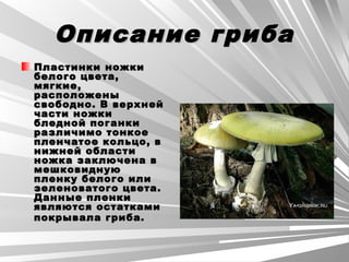 Описание грибаОписание гриба
Пластинки ножкиПластинки ножки
белого цвета,белого цвета,
мягкие,мягкие,
расположенырасположены
свободно. В верхнейсвободно. В верхней
части ножкичасти ножки
бледной поганкибледной поганки
различимо тонкоеразличимо тонкое
пленчатое кольцо, впленчатое кольцо, в
нижней областинижней области
ножка заключена вножка заключена в
мешковиднуюмешковидную
пленку белого илипленку белого или
зеленоватого цвета.зеленоватого цвета.
Данные пленкиДанные пленки
являются остаткамиявляются остатками
покрывала гриба.покрывала гриба.
 