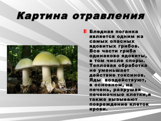 Картина отравленияКартина отравления
Бледная поганкаБледная поганка
является одним изявляется одним из
самых опасныхсамых опасных
ядовитых грибов.ядовитых грибов.
Все части грибаВсе части гриба
одинаково ядовиты,одинаково ядовиты,
в том числе споры.в том числе споры.
Тепловая обработкаТепловая обработка
не уменьшаетне уменьшает
действие токсинов.действие токсинов.
Яды воздействуют,Яды воздействуют,
в основном, нав основном, на
печень, разрушаяпечень, разрушая
печеночные клетки,апеченочные клетки,а
также вызываюттакже вызывают
повреждение клетокповреждение клеток
крови.крови.
 