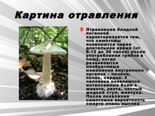 Картина отравленияКартина отравления
Отравление бледнойОтравление бледной
поганкойпоганкой
характеризуется тем,характеризуется тем,
что симптомычто симптомы
появляются черезпоявляются через
длительное время (отдлительное время (от
6-12 до 30 часов) после6-12 до 30 часов) после
употребления грибов вупотребления грибов в
пищу, когдапищу, когда
развиваютсяразвиваются
необратимыенеобратимые
изменения внутреннихизменения внутренних
органов – печени,органов – печени,
почек, сердца. Упочек, сердца. У
человека появляютсячеловека появляются
интенсивные боли винтенсивные боли в
животе, рвота, частыйживоте, рвота, частый
жидкий стул, желтуха.жидкий стул, желтуха.
После появленияПосле появления
симптомов вероятностьсимптомов вероятность
смерти очень высокасмерти очень высока
 