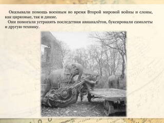Оказывали помощь военным во время Второй мировой войны и слоны,
как цирковые, так и дикие.
Они помогали устранять последствия авианалётов, буксировали самолеты
и другую технику.
 