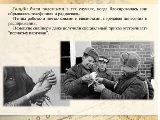 Голуби были полезными в тех случаях, когда блокировалась или
обрывалась телефонная и радиосвязь.
Птицы работали почтальонами и связистами, передавая донесения и
распоряжения.
Немецкие снайперы даже получили специальный приказ отстреливать
"пернатых партизан".
 