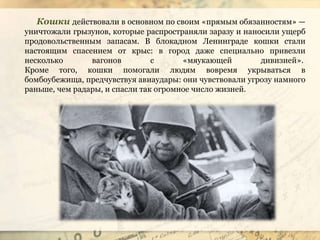 Кошки действовали в основном по своим «прямым обязанностям» —
уничтожали грызунов, которые распространяли заразу и наносили ущерб
продовольственным запасам. В блокадном Ленинграде кошки стали
настоящим спасением от крыс: в город даже специально привезли
несколько вагонов с «мяукающей дивизией».
Кроме того, кошки помогали людям вовремя укрываться в
бомбоубежища, предчувствуя авиаудары: они чувствовали угрозу намного
раньше, чем радары, и спасли так огромное число жизней.
 