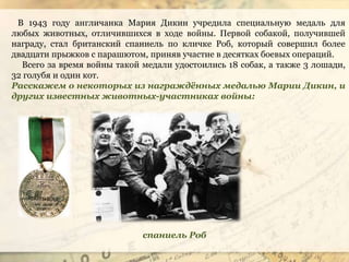 В 1943 году англичанка Мария Дикин учредила специальную медаль для
любых животных, отличившихся в ходе войны. Первой собакой, получившей
награду, стал британский спаниель по кличке Роб, который совершил более
двадцати прыжков с парашютом, приняв участие в десятках боевых операций.
Всего за время войны такой медали удостоились 18 собак, а также 3 лошади,
32 голубя и один кот.
Расскажем о некоторых из награждённых медалью Марии Дикин, и
других известных животных-участниках войны:
спаниель Роб
 