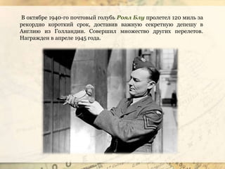 В октябре 1940-го почтовый голубь Роял Блу пролетел 120 миль за
рекордно короткий срок, доставив важную секретную депешу в
Англию из Голландии. Совершил множество других перелетов.
Награжден в апреле 1945 года.
 