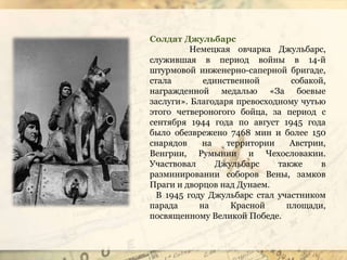 Солдат Джульбарс
Немецкая овчарка Джульбарс,
служившая в период войны в 14-й
штурмовой инженерно-саперной бригаде,
стала единственной собакой,
награжденной медалью «За боевые
заслуги». Благодаря превосходному чутью
этого четвероногого бойца, за период с
сентября 1944 года по август 1945 года
было обезврежено 7468 мин и более 150
снарядов на территории Австрии,
Венгрии, Румынии и Чехословакии.
Участвовал Джульбарс также в
разминировании соборов Вены, замков
Праги и дворцов над Дунаем.
В 1945 году Джульбарс стал участником
парада на Красной площади,
посвященному Великой Победе.
 