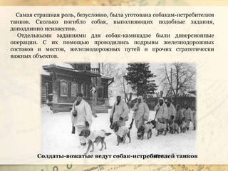Самая страшная роль, безусловно, была уготована собакам-истребителям
танков. Сколько погибло собак, выполняющих подобные задания,
доподлинно неизвестно.
Отдельными заданиями для собак-камикадзе были диверсионные
операции. С их помощью проводились подрывы железнодорожных
составов и мостов, железнодорожных путей и прочих стратегически
важных объектов.
Солдаты-вожатые ведут собак-истребителей танков
 