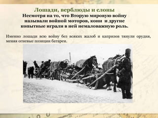 Лошади, верблюды и слоны
Несмотря на то, что Вторую мировую войну
называли войной моторов, кони и другие
копытные играли в ней немаловажную роль.
Именно лошади всю войну без всяких жалоб и капризов тянули орудия,
меняя огневые позиции батареи.
 