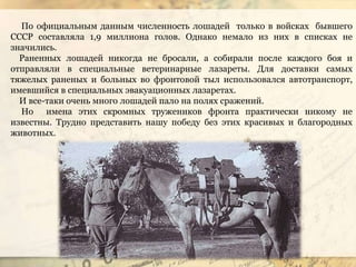 По официальным данным численность лошадей только в войсках бывшего
СССР составляла 1,9 миллиона голов. Однако немало из них в списках не
значились.
Раненных лошадей никогда не бросали, а собирали после каждого боя и
отправляли в специальные ветеринарные лазареты. Для доставки самых
тяжелых раненых и больных во фронтовой тыл использовался автотранспорт,
имевшийся в специальных эвакуационных лазаретах.
И все-таки очень много лошадей пало на полях сражений.
Но имена этих скромных тружеников фронта практически никому не
известны. Трудно представить нашу победу без этих красивых и благородных
животных.
 