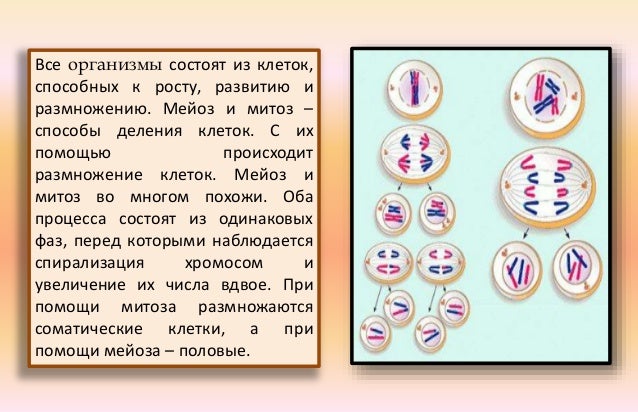 Митоз мейоз 1 мейоз 2 таблица