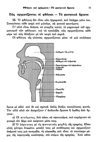 Φθόγγοι xai γράμματα — Tà φωνητικά όργανα 11
Πώς σχηματίζονται ol φθόγγοι — Τα φωνητικά όργανα
15. Ό φθόγγος δεν είναι κάτι ξεχωριστό, πού υπάρχει μόνο του.
Ξαναγίνεται κάθε φορά πού μιλούμε, σα φυσικό φαινόμενο.
Γι9
αυτό είναι ανάγκη να γνωρίζη κανείς τό μηχανισμό του σχη-
ματισμού τών φθόγγων, για να καταλάβη πώς σχηματίζονται κάθε
μέρα και πώς αλλάζουν μέ τον καιρό πού περνά.
Οι φθόγγοι τής γλώσσας σχηματίζονται μέσα σέ μια κοιλότητα
Τον αυλό αυτό τον απαρτίζουν τ9
ακόλουθα όργανα ή ομάδες άπό ό'ρ-
γανα:
α) Οί πνεύμονες, δυο σάκοι σά σφουγγάρια, πού σπρώχνουν σά
φυσερό τον άέρα πού παίρνουν μέσα τους.
β) Ό λ ά ρ υ γ γ α ς μέ τις φ ω ν η τ ι κ έ ς χορδές τής τραχείας. Είναι
αυτές χοντροί ενωμένοι μεταξύ τους μέ συνδέσμους κα! σχηματίζουν
άνάμεσά τους μιά σκισμάδα, τή γλωαοΐδα, πού είναι τό στενώ^ερο μέ-
ρος τής λαρυγγικής κοιλότητας, στό στόμιο τής τραχείας. Ά π ό πάνω
 
