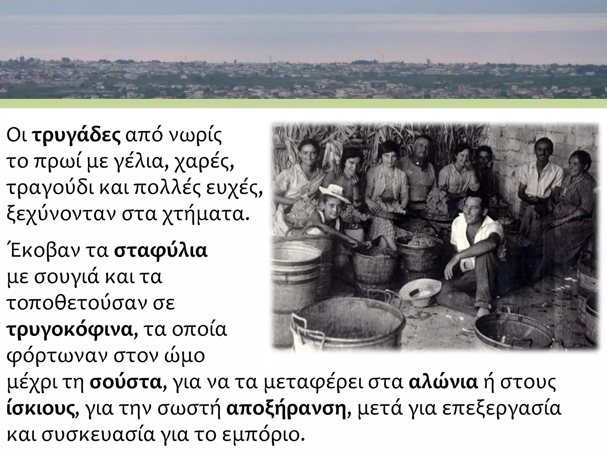 Οι τρυγάδες από νωρίς
το πρωί με γέλια, χαρές,
τραγούδι και πολλές ευχές,
ξεχύνονταν στα χτήματα.
Έκοβαν τα σταφύλια
με σουγιά και τα
τοποθετούσαν σε
τρυγοκόφινα, τα οποία
φόρτωναν στον ώμο
μέχρι τη σούστα, για να τα μεταφέρει στα αλώνια ή στους
ίσκιους, για την σωστή αποξήρανση, μετά για επεξεργασία
και συσκευασία για το εμπόριο.
 