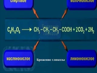 Брожение глюкозы
 
