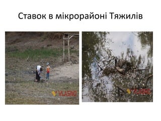 Ставок в мікрорайоні Тяжилів