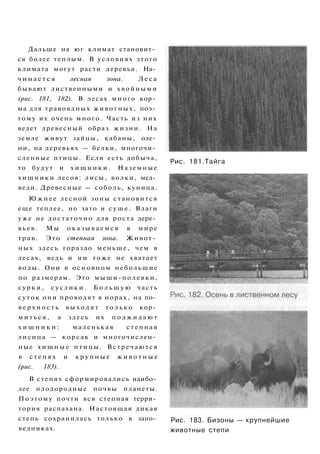 Дальше на юг климат становит­
ся более теплым. В условиях этого
климата могут расти деревья. На­
чинается лесная зона. Леса
бывают лиственными и хвойными
(рис. 181, 182). В лесах много кор­
ма для травоядных животных, поэ­
тому их очень много. Часть из них
ведет древесный образ жизни. На
земле живут зайцы, кабаны, оле­
ни, на деревьях — белки, многочи­
сленные птицы. Если есть добыча,
то будут и х и щ н и к и . Наземные
х и щ н и к и лесов: лисы, волки, мед­
веди. Древесные — соболь, куница.
Ю ж н е е лесной зоны становится
еще теплее, но зато и с у ш е . Влаги
уже не достаточно для роста дере­
вьев. Мы о к а з ы в а е м с я в мире
трав. Это степная зона. Живот­
ных здесь гораздо меньше, чем в
лесах, ведь и им тоже не хватает
воды. Они в основном небольшие
по размерам. Это мыши-полевки,
с у р к и , с у с л и к и . Б о л ь ш у ю часть
суток они проводят в норах, на по­
в е р х н о с т ь в ы х о д я т т о л ь к о кор­
м и т ь с я , а здесь их п о д ж и д а ю т
х и щ н и к и : маленькая степная
лисица — корсак и многочислен­
ные х и щ н ы е птицы. Встречаются
в с т е п я х и к р у п н ы е ж и в о т н ы е
(рис. 183).
В степях сформировались наибо­
лее плодородные почвы планеты.
Поэтому почти вся степная терри­
тория распахана. Настоящая дикая
степь сохранилась только в запо­
ведниках.
Рис. 181.Тайга
Рис. 183. Бизоны — крупнейшие
животные степи
 