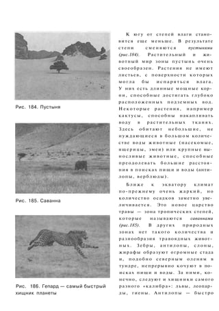 Рис. 184. Пустыня
Рис. 185. Саванна
Рис. 186. Гепард — самый быстрый
хищник планеты
К ю г у от степей влаги стано­
вится еще меньше. В результате
с т е п и с м е н я ю т с я пустынями
(рис.184). Растительный и жи­
вотный мир зоны пустынь очень
своеобразен. Растения не и м е ю т
листьев, с поверхности к о т о р ы х
м о г л а б ы и с п а р я т ь с я влага.
У них есть длинные м о щ н ы е кор­
ни, с п о с о б н ы е достигать глубоко
р а с п о л о ж е н н ы х п о д з е м н ы х вод.
Н е к о т о р ы е растения, например
к а к т у с ы , с п о с о б н ы накапливать
воду в р а с т и т е л ь н ы х т к а н я х .
Здесь о б и т а ю т н е б о л ь ш и е , не
н у ж д а ю щ и е с я в б о л ь ш о м количе­
стве воды ж и в о т н ы е (насекомые,
я щ е р и ц ы , змеи) или крупные вы­
н о с л и в ы е ж и в о т н ы е , с п о с о б н ы е
п р е о д о л е в а т ь б о л ь ш и е расстоя­
ния в поисках п и щ и и воды (анти­
лопы, верблюды).
Б л и ж е к э к в а т о р у климат
по-прежнему очень ж а р к и й , но
количество осадков заметно уве­
личивается. Это новое царство
травы — зона тропических степей,
которые называются саваннами
(рис.185). В других п р и р о д н ы х
зонах нет т а к о г о к о л и ч е с т в а и
разнообразия травоядных живот­
н ы х . Зебры, а н т и л о п ы , с л о н ы ,
жирафы образуют огромные стада
и, п о д о б н о с е в е р н ы м оленям в
тундре, непрерывно к о ч у ю т в по­
исках пищи и воды. За ними, ко­
нечно, следуют и х и щ н и к и самого
разного «калибра»: львы, леопар­
ды, гиены. А н т и л о п ы — быстро
 