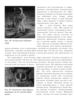 Рис. 26. На Луне уже побывали
люди
Рис. 27. Огромные глаза зверька
указывают на его ночной образ
жизни
находятся под постоянным и непре­
р ы в н ы м воздействием к о с м и ч е с к и х
процессов и космических тел. Наи­
большее влияние на Землю оказывают
два небесных тела: Солнце, самая
близкая к нам звезда, и наш спутник
Луна, самое близкое к нашей планете
космическое тело (рис. 26).
Мы — дети Солнца. Вся наша
жизнь связана с ним. Мы живем по
солнечным часам, подчиняясь суточ­
ному ритму. Что это значит? Это зна­
чит, что наша ж и з н ь с о с т о и т из
периодов бодрствования и сна. Боль­
шинство обитателей планеты актив­
ны в светлое время суток, а ночью
спят. Но есть и ночные обитатели на­
шей планеты. Есть цветы, распускаю­
щиеся вечером, есть и насекомые, которые их опыляют по ночам, есть
животные, ведущие ночной образ жизни (рис. 27). Но все они, ж и в у щ и е
в ночи, тоже подчинены Солнцу, и когда оно встанет над горизонтом, то
спрячутся от его лучей и заснут.
Что произойдет, если Солнце вдруг погаснет? Солнце находится от
нас на расстоянии 150 млн км. Это огромное расстояние свет преодолева­
ет за 8 минут. Так что если Солнце исчезнет, мы еще целых 8 минут ни­
чего об этом не узнаем. А затем... Наступит ночь. Без притока солнечной
энергии растения не смогут произво­
дить кислород, а потом и вовсе погиб­
нут. Из всех обитателей планеты
именно растения больше всего зависят
от солнечных лучей. Все остальные
жители Земли полностью зависят от
растений, которые дают для них и ки­
слород, и пищу. П о э т о м у жизнь не
долго просуществует в этом царстве
вечной ночи. Поверхность Земли нач­
нет быстро остывать. Единственным
и с т о ч н и к о м тепла станет М и р о в о й
океан, потому что вода остывает мед-
 