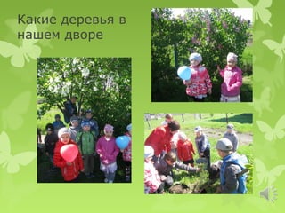Какие деревья в
нашем дворе
 