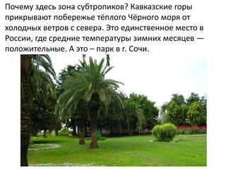 Почему здесь зона субтропиков? Кавказские горы
прикрывают побережье тёплого Чёрного моря от
холодных ветров с севера. Это единственное место в
России, где средние температуры зимних месяцев —
положительные. А это – парк в г. Сочи.
 