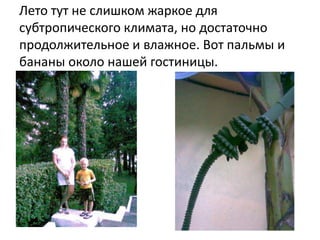 Лето тут не слишком жаркое для
субтропического климата, но достаточно
продолжительное и влажное. Вот пальмы и
бананы около нашей гостиницы.
 