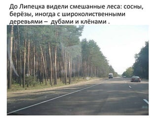 До Липецка видели смешанные леса: сосны,
берёзы, иногда с широколиственными
деревьями – дубами и клёнами .
 