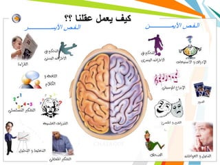 ‫؟؟‬ ‫عقلنا‬ ‫يعمل‬ ‫كيف‬
‫األيمــــــــــــــن‬ ‫الـفـص‬‫األيســـــــــــــــر‬ ‫الـفـص‬
 