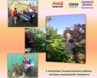 С жителями Сандыктауского района,
которые выращивают Амаранта
 