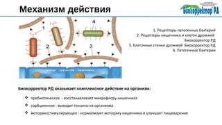  пребиотическое - восстанавливает микрофлору кишечника
 сорбционное - выводит токсины из организма
 моторикостимулирующее - нормализует моторику кишечника и улучшает пищеварение
Биокорректор РД оказывает комплексное действие на организм:
Механизм действия
1. Рецепторы патогенных бактерий
2. Рецепторы кишечника и клеток дрожжей
Биокорректор РД
3. Клеточные стенки дрожжей Биокорректор РД
4. Патогенные бактерии
 