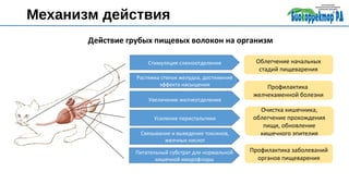 Стимуляция слюноотделения
Растяжка стенок желудка, достижение
эффекта насыщения
Увеличение желчеотделения
Усиление перистальтики
Связывание и выведение токсинов,
желчных кислот
Питательный субстрат для нормальной
кишечной микрофлоры
Облегчение начальных
стадий пищеварения
Профилактика
желчекаменной болезни
Очистка кишечника,
облегчение прохождения
пищи, обновление
кишечного эпителия
Профилактика заболеваний
органов пищеварения
Действие грубых пищевых волокон на организм
Механизм действия
 