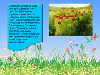 Багаторічна трав`яниста
рослина заввишки 40-70
см, з бульбовидним
коренем. Занесено до
Червоної книги Української
РСР (1980). Охороняється
у природних заповідниках .
Вирощують у ботанічних
садах. Рекомендується
дослідити динаміку
популяцій. Росте поодинці
або невеликими групами,
кількість рослин
зменшується.
 