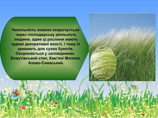 Чисельність ковили скорочується
через господарську діяльність
людини, адже ці рослини мають
чудові декоративні якості, і тому їх
зривають для сухих букетів.
Охороняється у заповідниках
Хомутівський степ, Кам’яні Могили,
Азово-Сиваський.
 