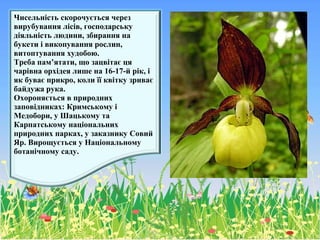Чисельність скорочується через
вирубування лісів, господарську
діяльність людини, збирання на
букети і викопування рослин,
витоптування худобою.
Треба пам’ятати, що зацвітає ця
чарівна орхідея лише на 16-17-й рік, і
як буває прикро, коли її квітку зриває
байдужа рука.
Охороняється в природних
заповідниках: Кримському і
Медобори, у Шацькому та
Карпатському національних
природних парках, у заказнику Совий
Яр. Вирощується у Національному
ботанічному саду.
 