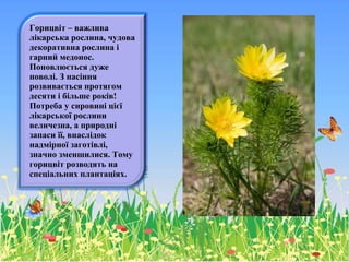 Горицвіт – важлива
лікарська рослина, чудова
декоративна рослина і
гарний медонос.
Поновлюється дуже
поволі. З насіння
розвивається протягом
десяти і більше років!
Потреба у сировині цієї
лікарської рослини
величезна, а природні
запаси її, внаслідок
надмірної заготівлі,
значно зменшилися. Тому
горицвіт розводять на
спеціальних плантаціях.
 