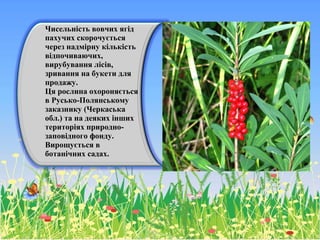 Чисельність вовчих ягід
пахучих скорочується
через надмірну кількість
відпочиваючих,
вирубування лісів,
зривання на букети для
продажу.
Ця рослина охороняється
в Русько-Полянському
заказнику (Черкаська
обл.) та на деяких інших
територіях природно-
заповідного фонду.
Вирощується в
ботанічних садах.
 